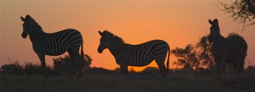 Sunrise Over Zebras